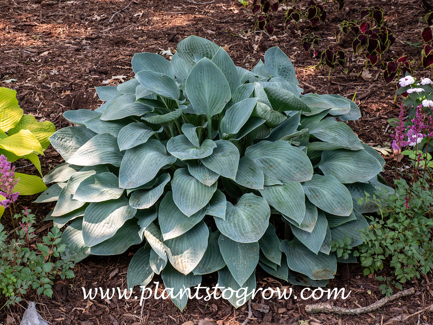 Hosta Smoke Signals (Hosta)